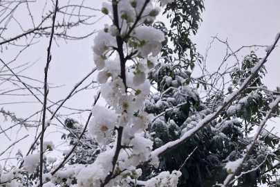 Düzce Kaynaşlı’da erken çiçek açan erik ağacına beyaz örtü!
