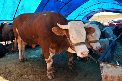 Ankara Keçiören’de kurban satış alanı başvuruları başlıyor